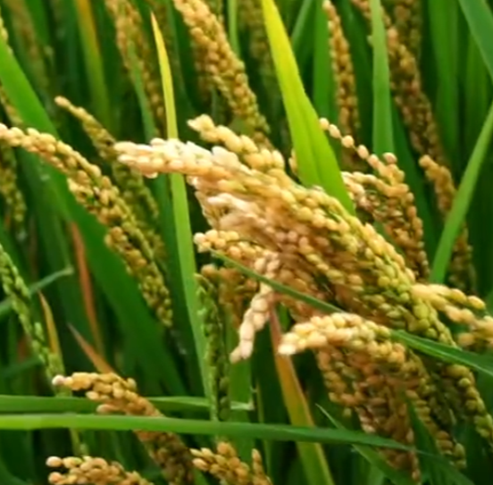 龍粳1823經(jīng)銷商分享現(xiàn)場